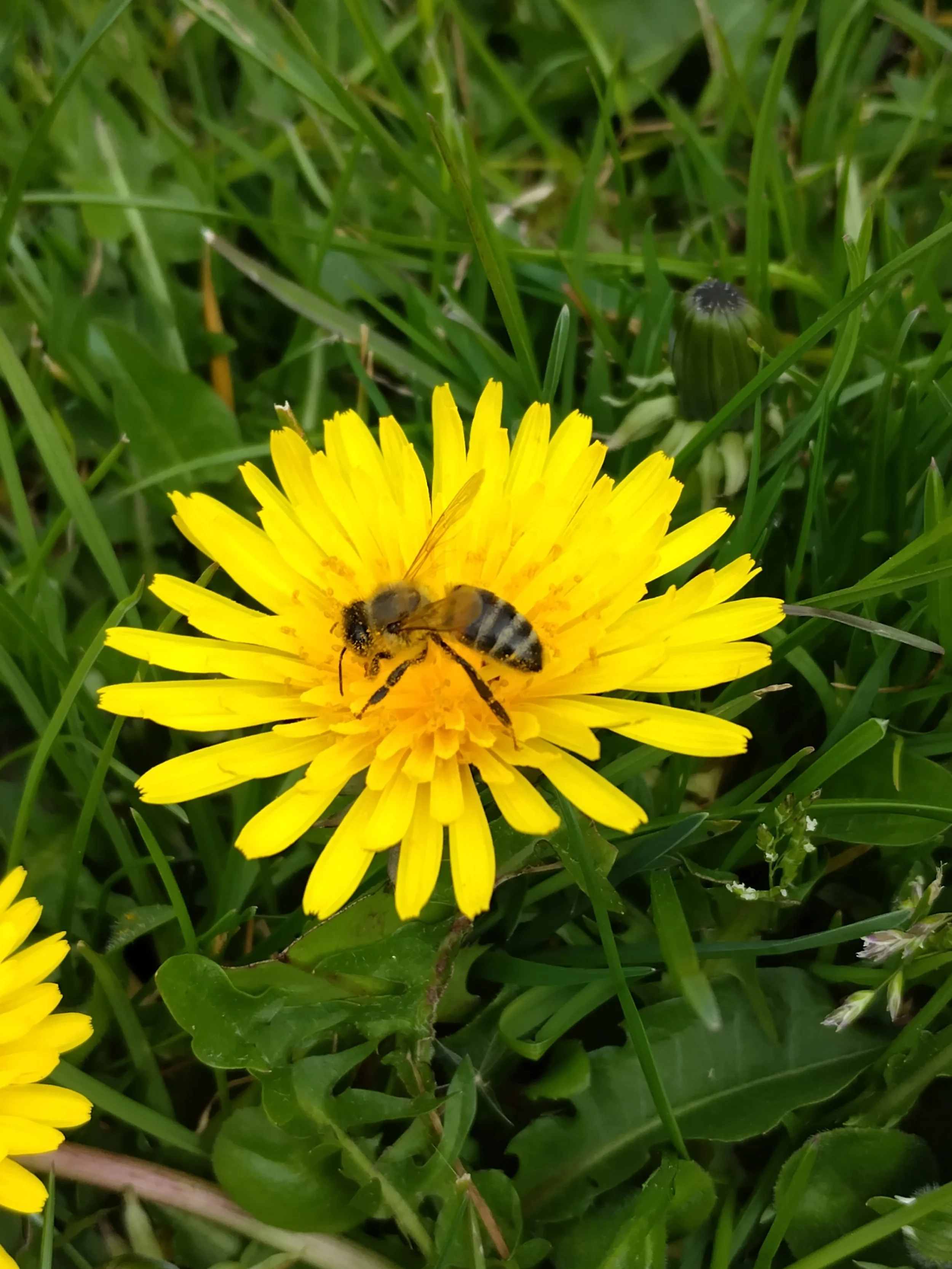 83 Dandelions by Anne Readshaw — neyedc
